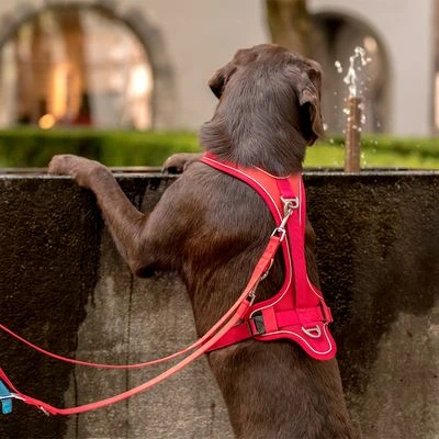 Curli Adjustable Nylon Lead - Red - Image 6