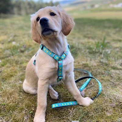 Max & Molly Ducklings Short Lead - Image 5