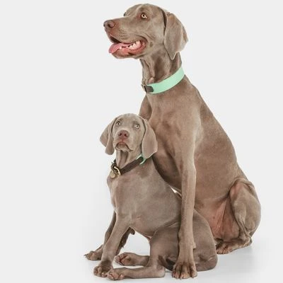 Nomad Tales Bloom Collar, Mint - Image 2