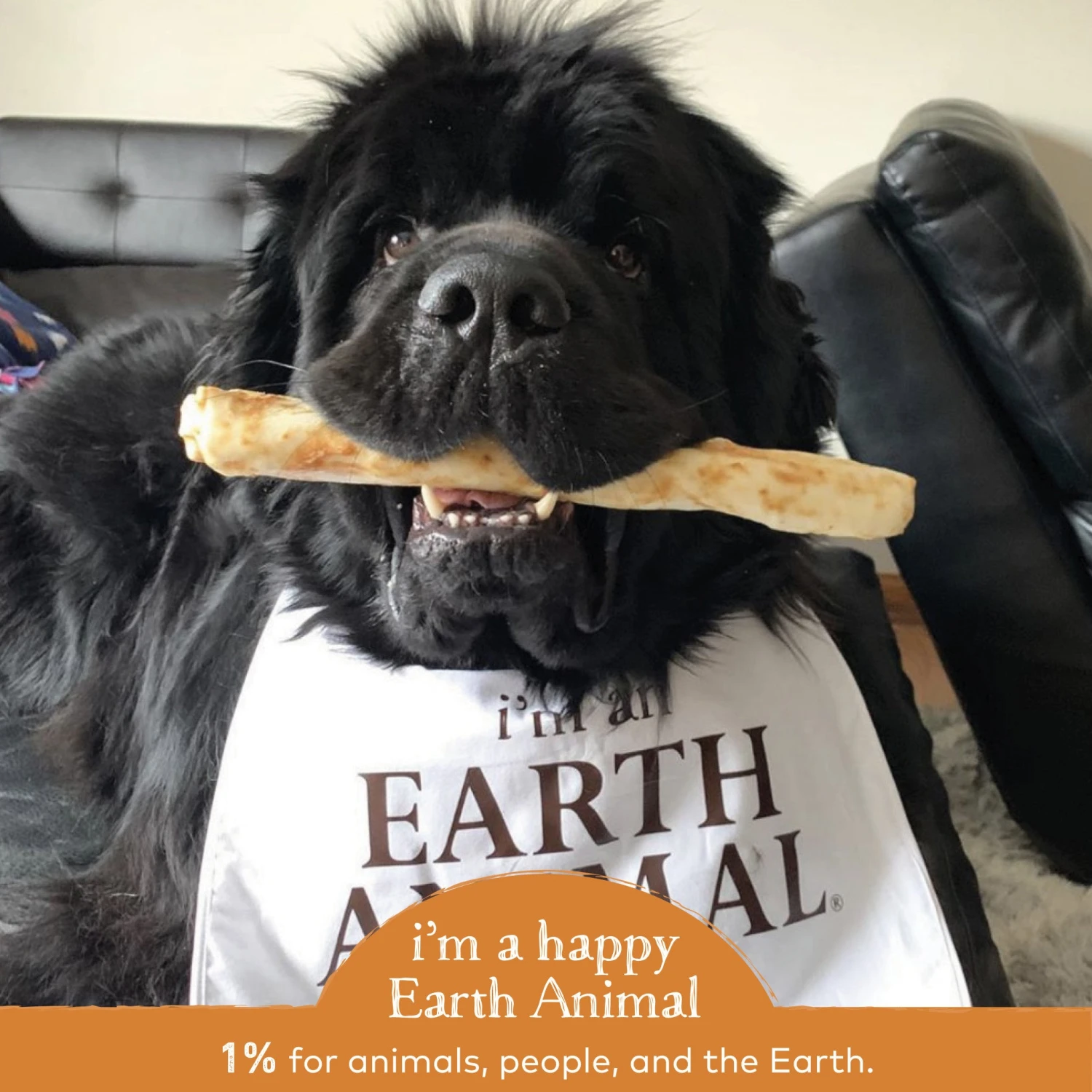 Earth Animal No-Hide Chicken Chew For Dogs - Image 9