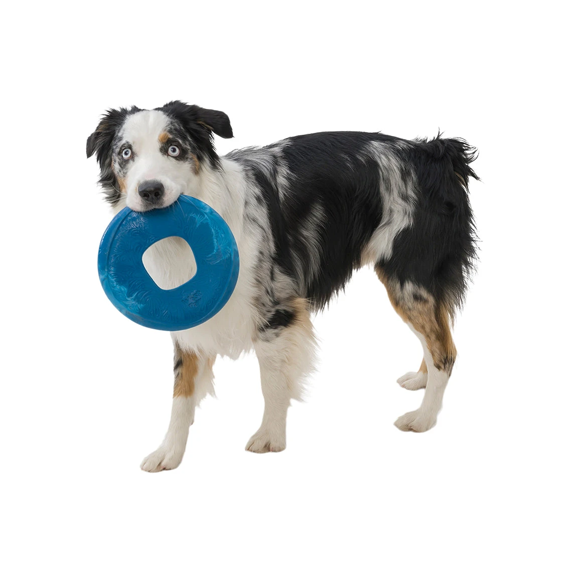 West Paw BPA-Free Sailz Float Toy For Dogs - Image 6